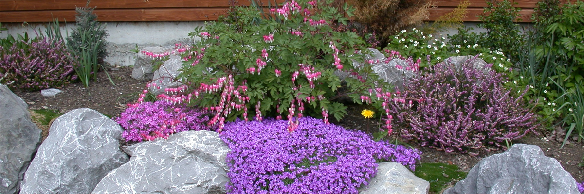 Dicentra spectabilis