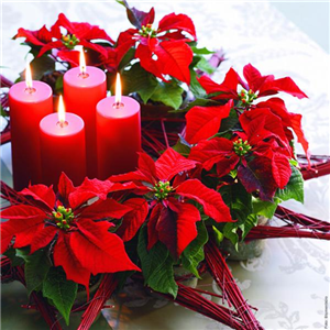 ZAUBERHAFTE WEIHNACHTSSTERNE!