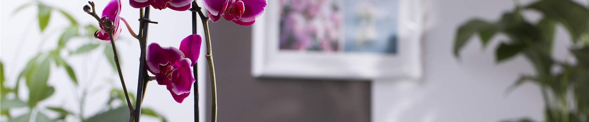 Phalaenopsis 'Pretoria'