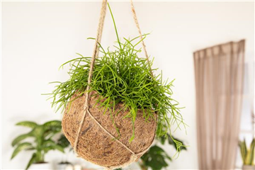 HäNGENDE ZIMMERPFLANZEN! HäNGENDE ZIMMERPFLANZEN!