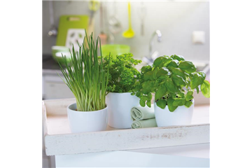 WIE GEHT... KüCHENKRäUTER WIE GEHT... KüCHENKRäUTER