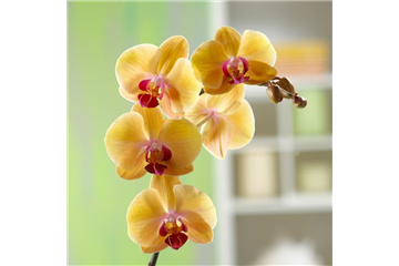 WIE GEHT... MALAYENBLUME PFLEGEN? WIE GEHT... MALAYENBLUME PFLEGEN?