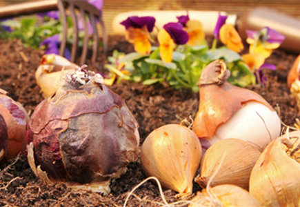 Sämereien und Zwiebeln