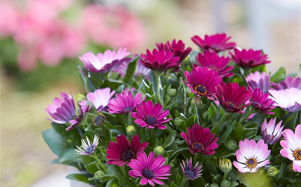 Aussen - Pflanzegefäße für den Garten! Aussen - Pflanzegefäße für den Garten!