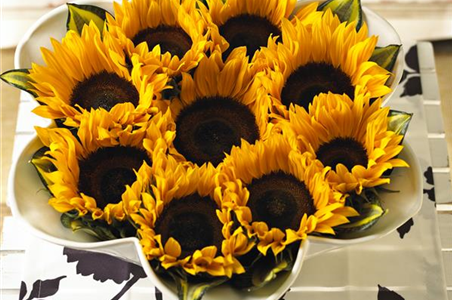 DIE TOP 8 DER HERBSTBLUMEN