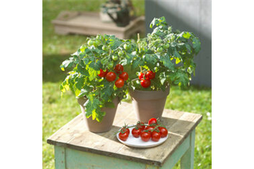 WIE GEHT... TOMATEN PFLEGEN? WIE GEHT... TOMATEN PFLEGEN?