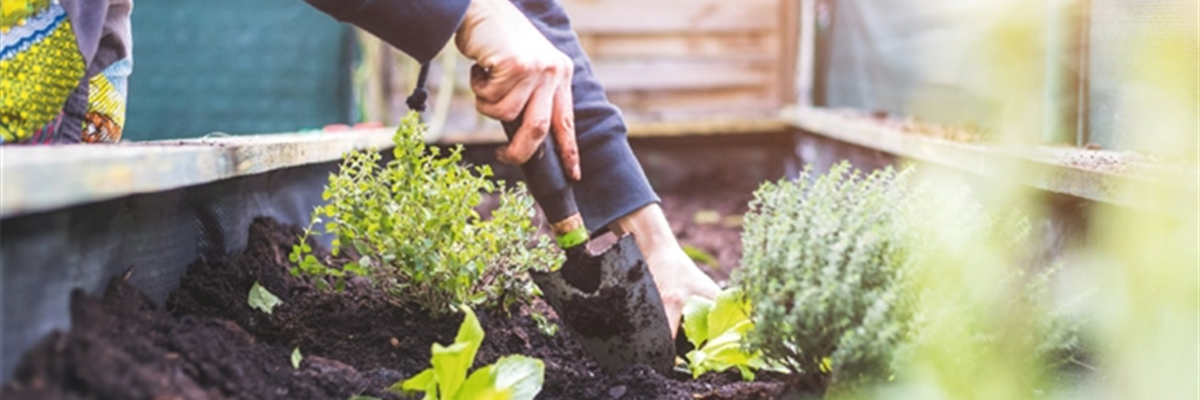 PFLEGELEICHTE ZIMMERPFLANZEN!