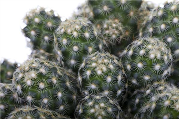 KAKTEEN & DER RICHTIGE STANDORT