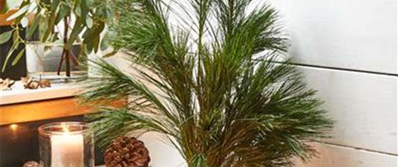 NATüRLICH DEKORIEREN! NATüRLICH DEKORIEREN!