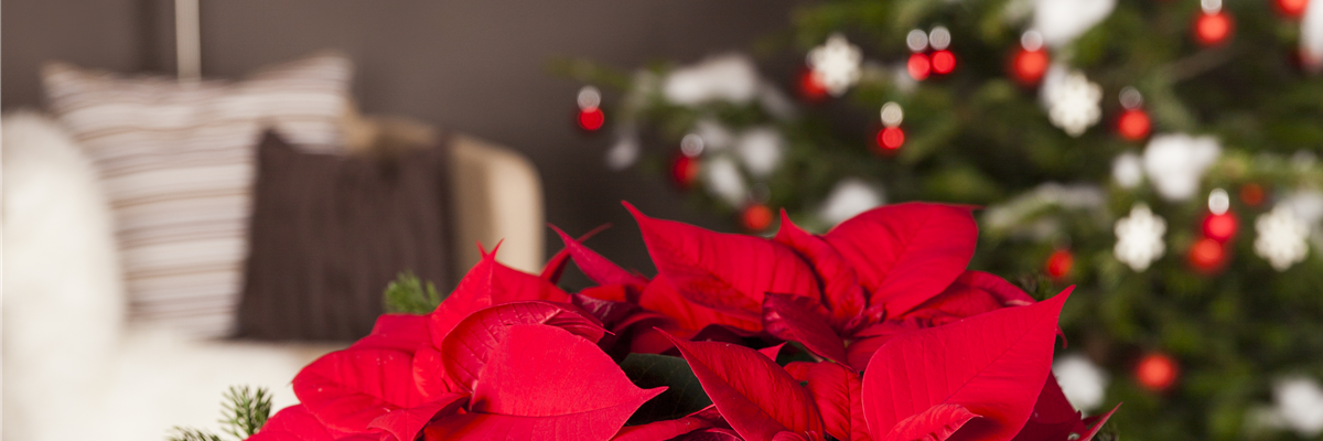 Euphorbia pulcherrima, rot