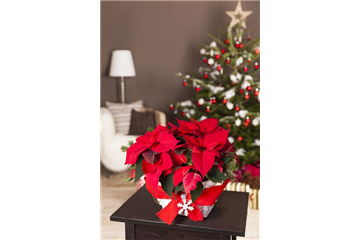 DER WEIHNACHTSSTERN DER WEIHNACHTSSTERN