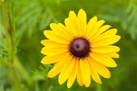 Sonnenhut Rudbeckia