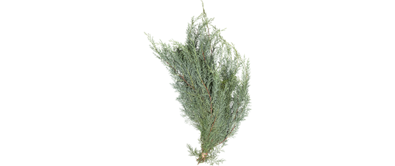 ADVENT, ADVENT – EIN KERZLEIN BRENNT! ADVENT, ADVENT – EIN KERZLEIN BRENNT!