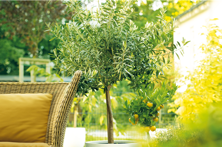 GARTEN DES SüDENS! 