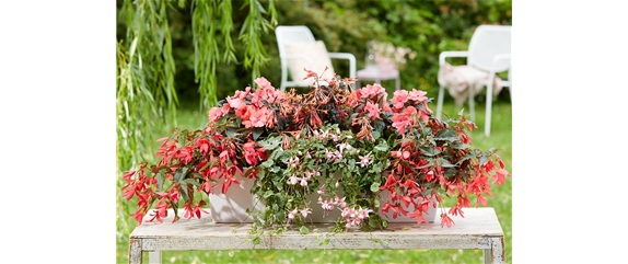 IM TREND: BALKON!