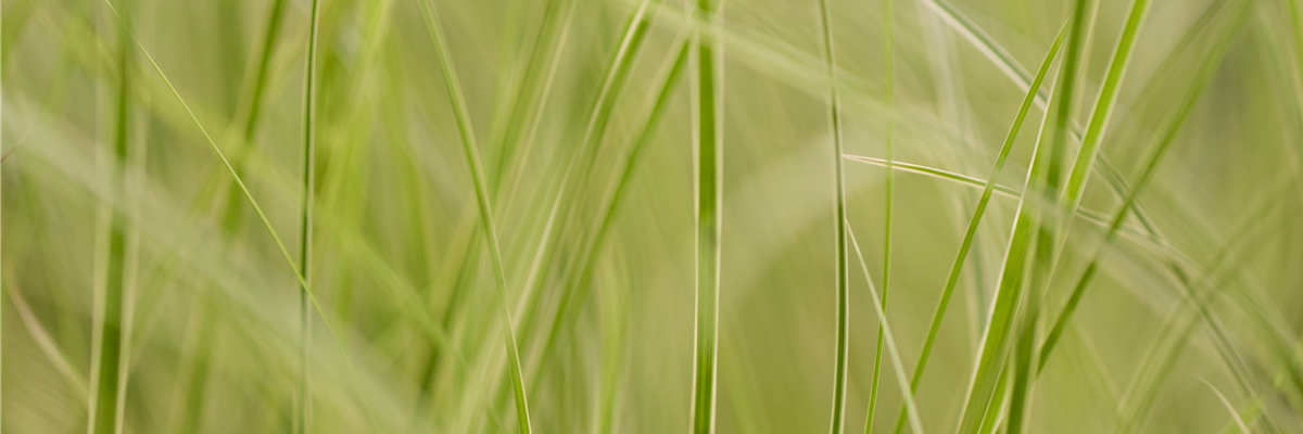 Carex brunnea 'Variegata'