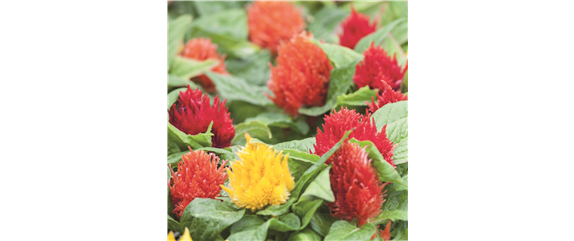 VOLLE BLüTE SOMMER! 