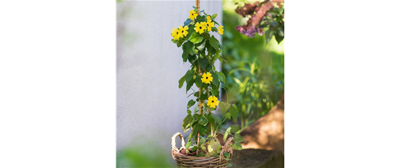 VOLLE BLüTE SOMMER! 