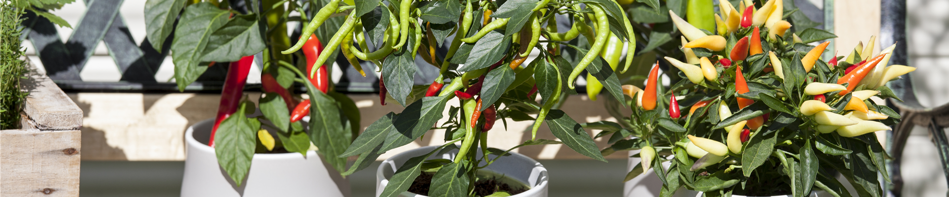 Capsicum annuum