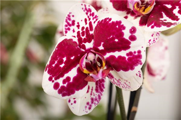 DAS GROSSE ORCHIDEEN EINMALEINS! DAS GROSSE ORCHIDEEN EINMALEINS!